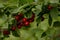 Ripe berries on a shrub branch.