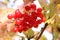 Ripe berries of Viburnum (Snowball tree)