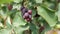 Ripe berry Amelancher on a branch of a bush