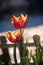 Ripe bicolor tulips at garden