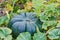 ripe big green nutmeg pumpkin