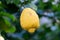 Ripe big yellow lemon citrus tropical fruit hanging on lemon tree