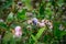 Ripe bilberries on the branches of a bush in the garden