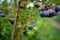 Ripe bilberries on the branches of a bush in the garden