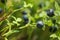 Ripe bilberries growing in forest, closeup. Space for text
