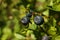 Ripe bilberries growing in forest, closeup view