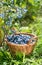 Ripe Bilberries in wicker basket. Green grass and blueberry bush