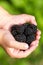 Ripe blachberries in the children hands