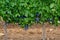 Ripe black or blue syrah or grenache wine grapes using for making rose or red wine ready to harvest on vineyards in Cotes  de