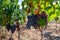 Ripe black or blue syrah wine grapes using for making rose or red wine ready to harvest on vineyards in Cotes  de Provence, region