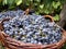 Ripe black grapes in large baskets harvested for the preparation of red wine. Closeup.