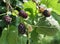 Ripe black mulberries fruits between green leaves on the tree