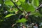 Ripe black mulberry branch