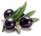 Ripe black olive berries on olive twig on white background