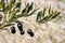 Ripe black olives growing on olive tree branch with blurred background and copy space