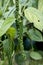 Ripe black pepper on the tree, species plantation