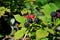 Ripe black raspberry berries on a branch in the rays of the midday sun.