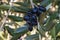 Ripe black Spanish olives hanging on olive tree branch with blurred background