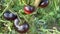 Ripe black tomatoes growing on the bush in the vegetable garden