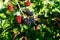 Ripe blackberries on a background of green blurred leaves. berries are green and black, illuminated by the rays of the