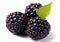 Ripe blackberries with green leaf on white background.Macro.AI Generative