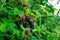 Ripe blackberries are grown in the garden. Blackberries against a background of green leaves