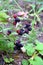 Ripe blackberries are hanging on branch outdoor closeup