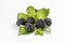 Ripe blackberries with leaves