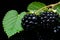 Ripe blackberry fruit isolated on captivating black background high resolution image