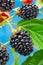 Ripe blackberry fruits on the blackberry bush on blue sky background
