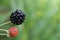 Ripe blackberry on vine and ready to pick for recipes