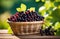 ripe blackcurrant berries, blackcurrant bushes, orchard, green background,