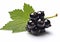 Ripe blackcurrant berries fruit on white background.AI Generative