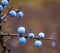 Ripe blue berries of the blackthorn