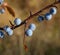 Ripe blue blackthorn berries