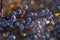 Ripe blue blackthorn berries