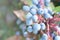 Ripe blue fruits of Mahonia Berberis aquifolium among green leaves