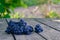 Ripe blue grapes on the old gray wooden surface in the garden