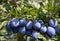 Ripe blue plums on branch