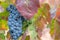 Ripe blue wine grapes in vine on green and red leaves background