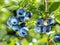 Ripe blueberries bilberry on a blueberry bush on a nature background