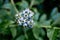 Ripe blueberries on a branch in a blueberries orchard