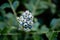 Ripe blueberries on a branch in a blueberries orchard