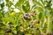 Ripe blueberries on the bush ready to pick.