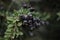 Ripe blueberries extreme close-up on blurred background