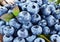 Ripe blueberries - food background.