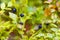 Ripe blueberries hanging on green stems macro