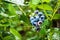Ripe blueberry berries on the bush. Homegrown huckleberry in the backyard close up. Highbush or tall blueberry cluster