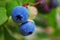 Ripe blueberry on bush with raindrop