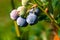 Ripe blueberry cluster